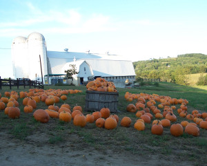 Pumpkin-Festival